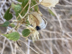 Brickellia atractyloides