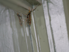 Megarhyssa nortoni
