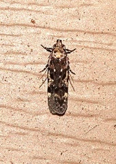 Chionodes formosella