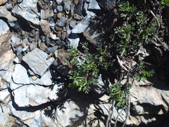 Artemisia niitakayamensis