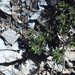 Artemisia niitakayamensis - Photo (c) Jerome Ko, algunos derechos reservados (CC BY-NC), subido por Jerome Ko
