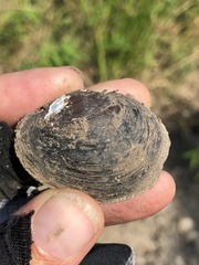 Glebula rotundata