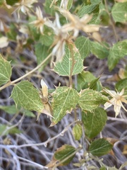 Brickellia atractyloides