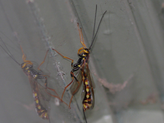 Megarhyssa nortoni