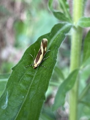 Harpella