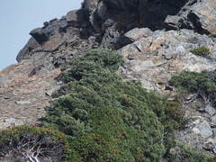 Juniperus squamata
