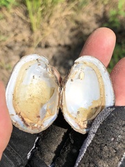 Glebula rotundata
