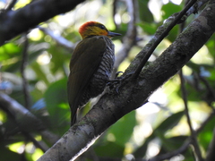 Piculus flavigula