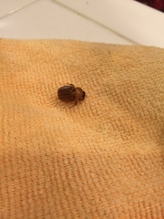 Cyclocephala pasadenae
