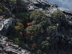 Rhododendron pseudochrysanthum