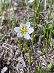 Gagea serotina