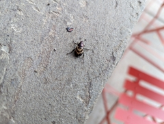 Zygogramma piceicollis