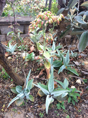 Kalanchoe gastonis-bonnieri