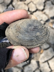 Glebula rotundata