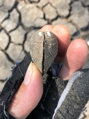 Glebula rotundata