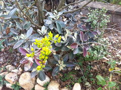 Kalanchoe orgyalis