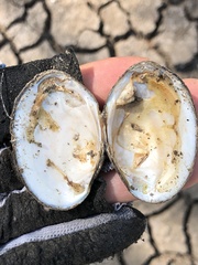 Glebula rotundata