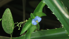 Commelina auriculata