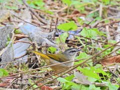 Myiothlypis rivularis