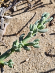 Mesembryanthemum schlichtianum image