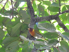 Hemithraupis ruficapilla