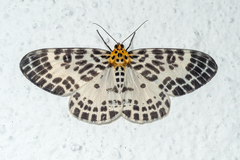 Pogonopygia nigralbata