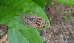 Cicadatra hyalina