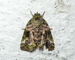 Bleninina