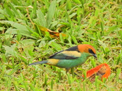 Stilpnia peruviana