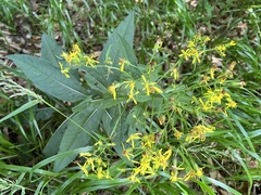 Senecio hercynicus