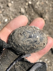 Glebula rotundata