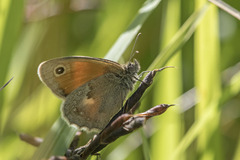 Coenonympha pamphilus