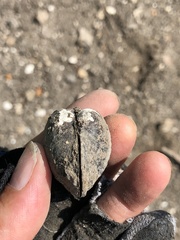 Glebula rotundata