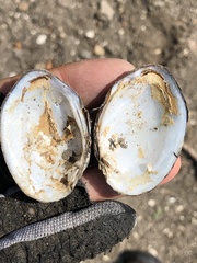 Glebula rotundata