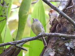 Hemitriccus orbitatus