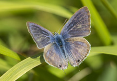 Lampides boeticus