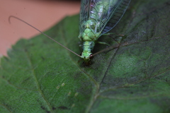 Chrysopa pallens-group