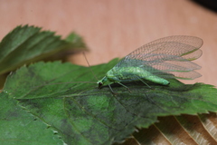 Chrysopa pallens-group