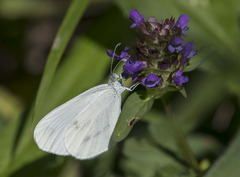 Leptidea sinapis