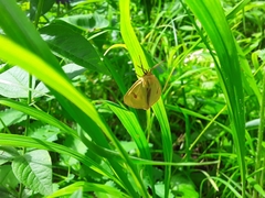 Diacrisia sannio