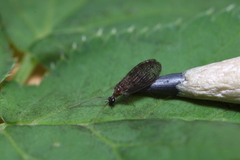 Sympherobius pygmaeus