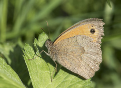 Maniola jurtina
