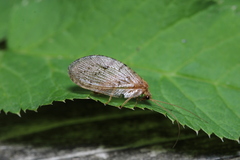 Wesmaelius concinnus