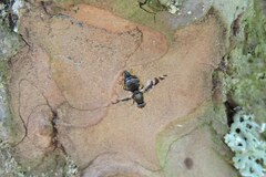 Myennis sibirica