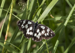 Melanargia galathea