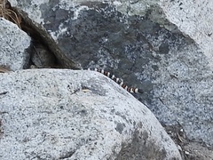Lampropeltis zonata
