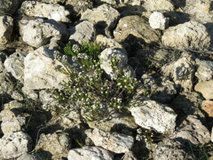 Phylica cephalantha