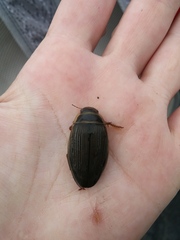 Dytiscus alaskanus