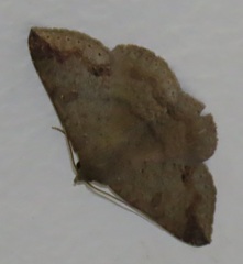 Ericeia congressa