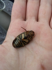 Dytiscus alaskanus